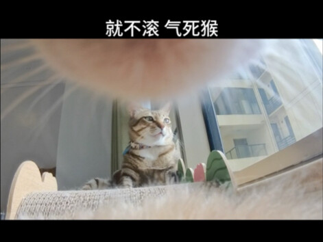 Dai Mi dalam sudut pandang Xiao Mi