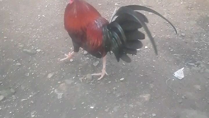 ngaun 19 na laban nito kya tamang palakad lng po godlock nlang sau nok😎