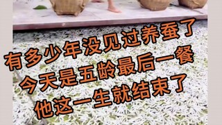 喂一个月蚕，少则赚七八千，多则一两万，等结茧还可以做一床蚕丝被，这不比打工强？