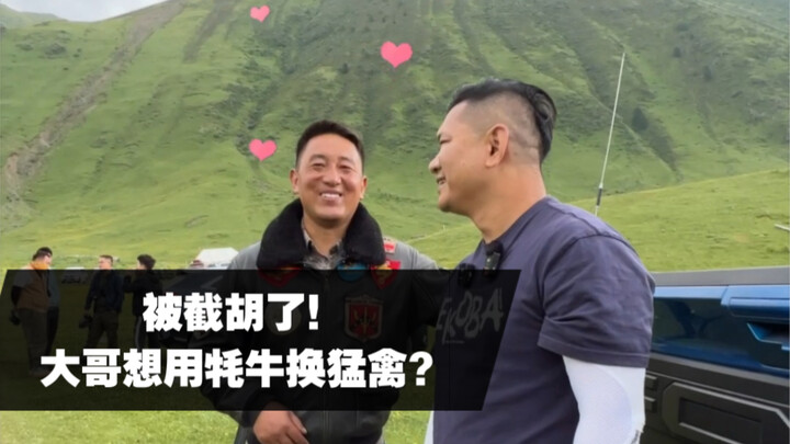 Bị cướp mất rồi! Anh cả định dùng bò yak để đổi lấy chim săn mồi!