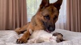 Binatang|Kucing Bertemu Anjing Gembala Jerman