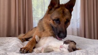 Animal|When A Cat Meet German Shepherd