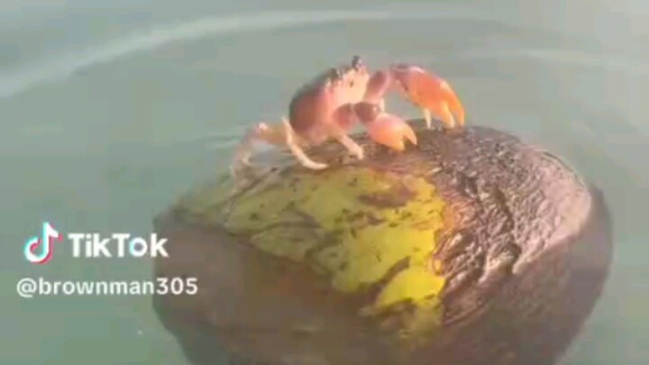 tuan crab nyasar