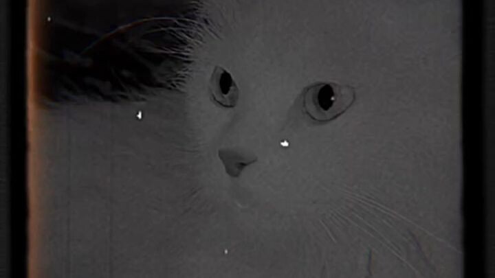 cat 😺 love 😚😘