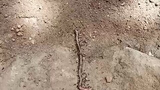 earthworm vs ants