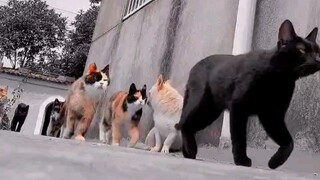 狗子：不敢动不敢动