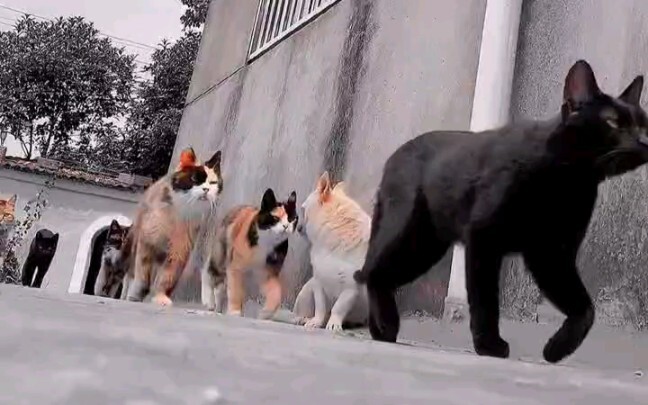 Doggy: Don't dare to move, don't dare to move!