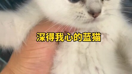 猫太多，挑花眼了！#猫市 #猫咪 #布偶猫