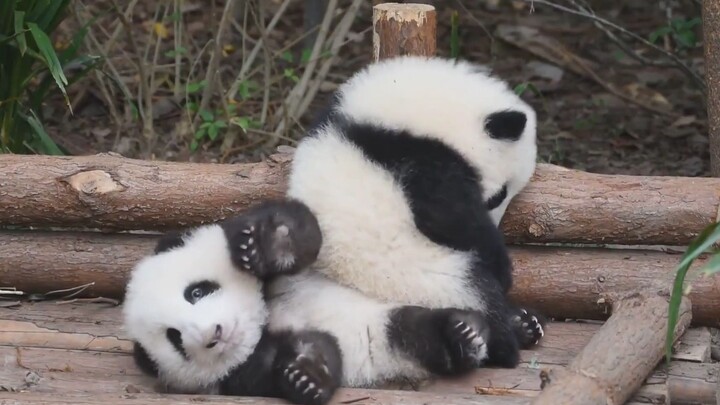 Hoa Hoa: Cứu tôi với, họ bắt nạt gấu rồi!