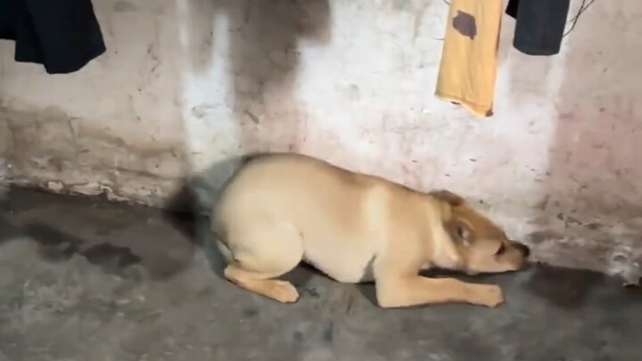 Dog: I only caught the mouse after cornering it against the wall!