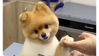 น้องหมาน่ารักที่ยอมให้ตัดขนอย่างดี