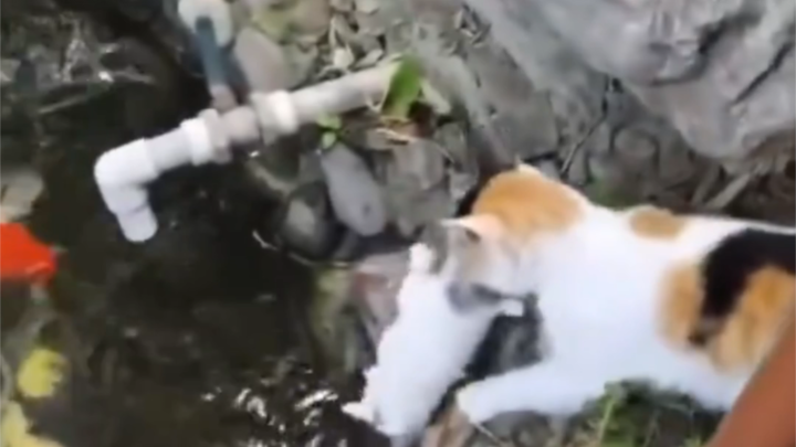 猫妈妈水中救小猫