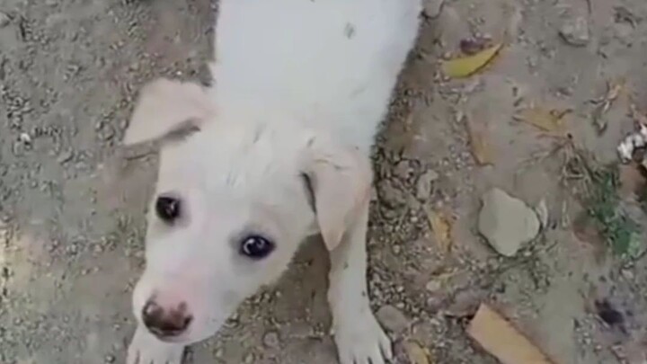 Puppy Begs For Biscuit Then Digs Hole Like Crazy 😂🐶 So Cute!