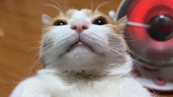 Cat: How can his hands, which are so rough, feel so incredibly soft? It’s so ticklish…