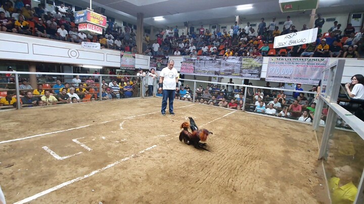 Golden Boy x Boston Cross  4cock derby Las Piñas - Runner up