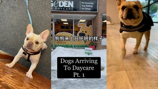 The Dog's Daycare Experience Pt.3