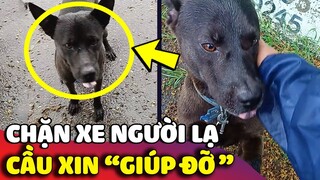 Chú chó đi lạc biết 'CHẶN XE NGƯỜI' để xin được giúp đỡ và cái kết 😅 | Gâu Đần