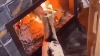 Jangan buru-buru masuk ke dalam oven dulu, bumbunya belum ditaburkan dengan rata! Putar X