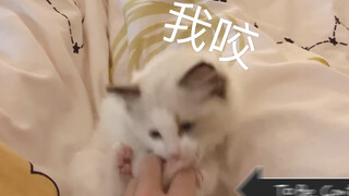 奶猫想咬主人的手，结果一口咬到了自己的jio，还愣了好几秒哈哈哈哈哈哈