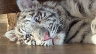 Kucing kecil yang terluka