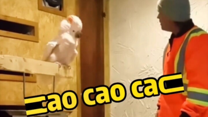 Tiếng Anh cấp tám, giờ nó đang sống rất tốt ❤️ Vạn vật đều có linh tính, con người và động vật chung