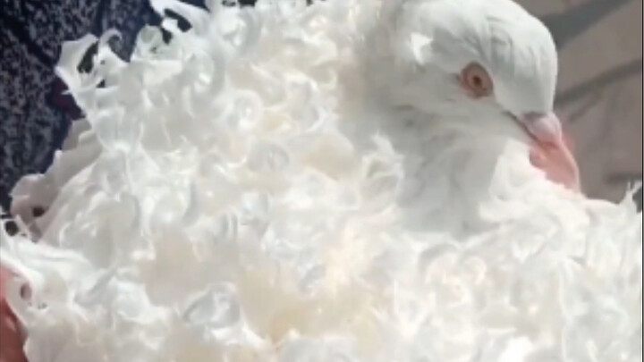 Seekor merpati dengan rambut keriting alami