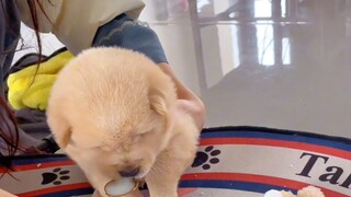 A Day in the Life of a Cute Puppy After Coming Home