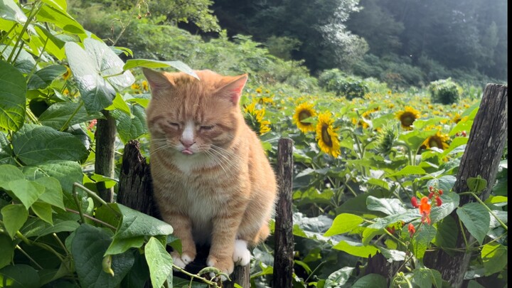 被嫌弃的老登