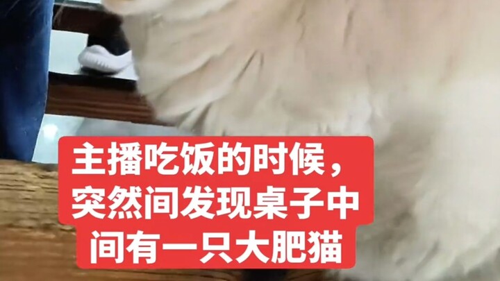 A “piggy” suddenly appeared during dinner!