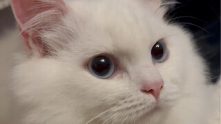 I have a cat, a hand warmer in winter~Please give me a name