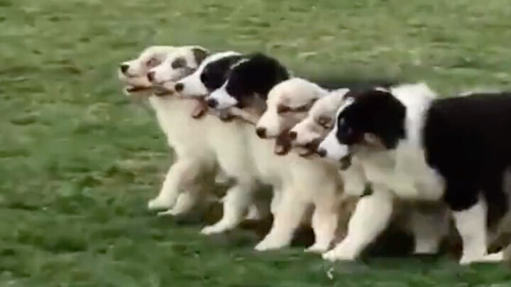 ลูกเจ็ดคนบนเถาวัลย์เดียวเหรอ?