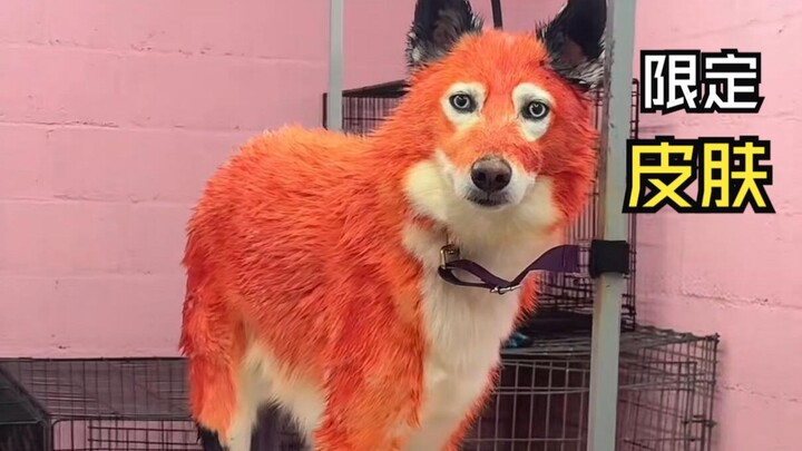 Those animals' embarrassing moments!