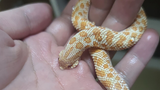 [The first day] The record of the wound after being bitten by hognose