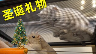 Giáng sinh cho chuột hamster gặm cây thông, còn hóa trang cho mèo đực đã triệt sản thành quý cô sành