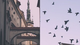 【空镜/暗色调意识流/教堂】氲雾森林  光  雪落 云河倾泻   红酒倒杯  囚室窗棂  火灼霜花  鸦雀纷飞  哥特式教堂