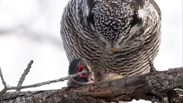 The owl pried open the mouse’s head like a bottle cap.