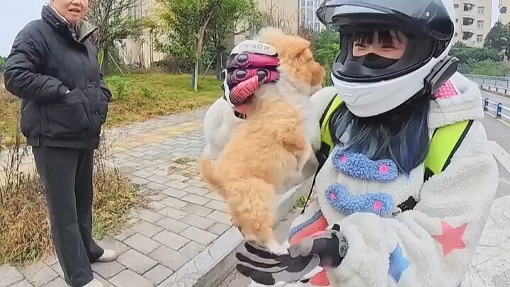 Mengangkat seekor anjing, keluarga semua.