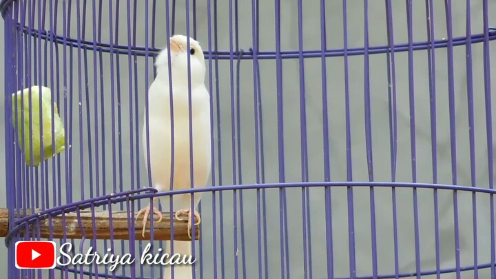 Kenari Isian Love Bird Ngekek Panjang