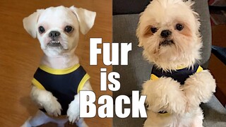 My Dog's Fur is Back | Cute & Funny Shih Tzu Dog Video