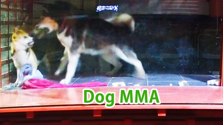 [Động vật] Tối qua, chuồng chó tổ chức cuộc thi MMA không giới hạn...