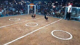 2 hits ulutan 1st fyt win,.GSP caliber cross