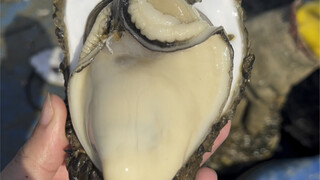 هل يمكن أن تخسر حتى لو ربيت المحار حتى يسمن؟ عندما يصل الشيء إلى أقصى حد، يحدث العكس تمامًا: كلما زا