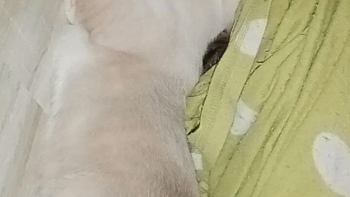 ฝันดีคับ
