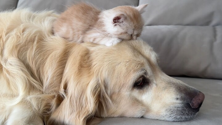 فراش على شكل رأس كلب！؟