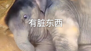 小象睡觉被噩梦惊醒决定去床上睡🤣