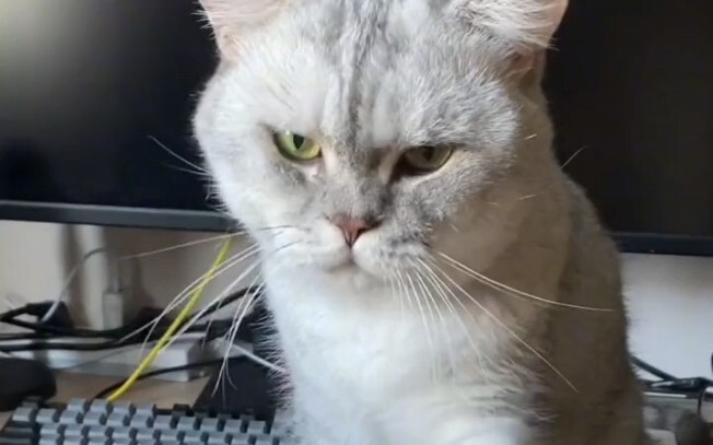 When cats feel awkward, they pretend to be super busy.