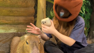 A video shows you how stable Capybara is!