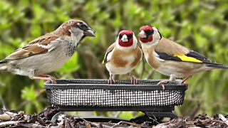 นกในสวน - โกลด์ฟินช์ นกกระจอกบ้าน Dunnock Bullfinch