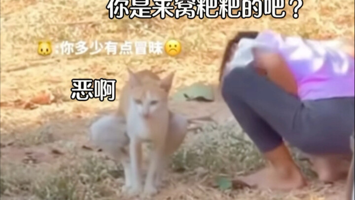 🐱: Kamu agak lancang juga ya