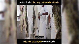 Nuôi cá sấu lấy thịt, đặc sản giới nhà giàu | LT Review